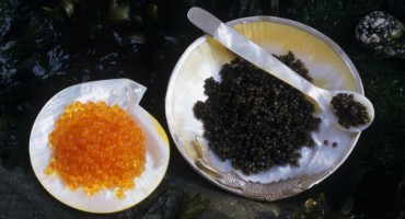 hrana za jelo, najskuplja hrana