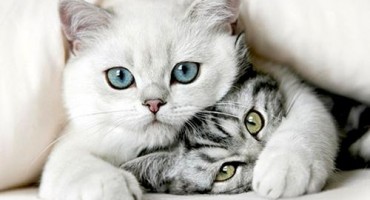  Mački ispada jezik na zvuk ljepljive trake