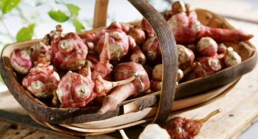 Čičoka, recepti, zdravlje