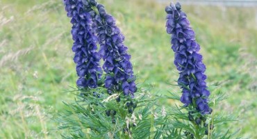 Pazite se ovoga cvijeta jer sadrži otrove koji vas mogu ubiti!