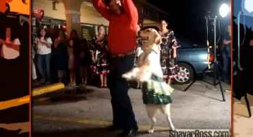 Pas, pas koji pleše