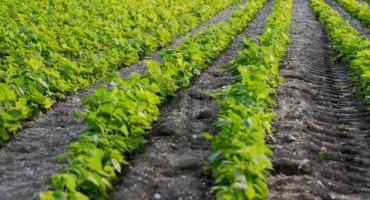 Namirnica koju često i rado konzumiramo, a predstavlja odličnu podlogu za biznis