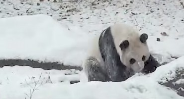 panda , zimske radosti