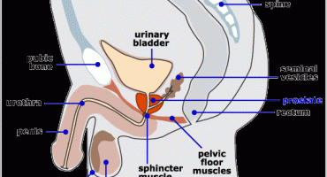 prostata, zdravlje prostate, opasnost od raka prostate, rak prostate, istraživanje, opasnost od raka prostate, prostata, rak prostate, soda bikarbona, prostata, rak na prostati