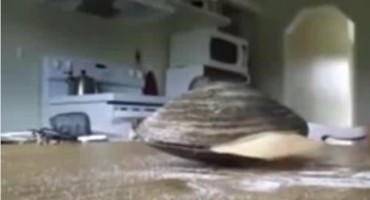 živa školjka, sol, okoliš