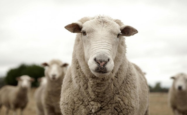 Student seksualno napastovao ovcu kako bi se riješio stresa pred ispite