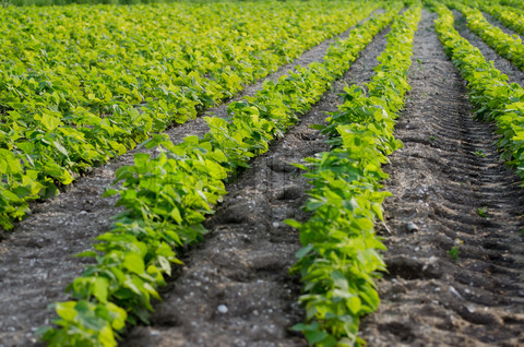 namirnica, grah, Novac, BIH, uvoz