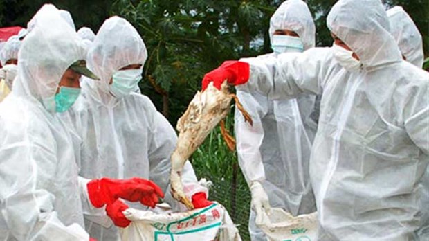 Širi se Europom virus ptičje gripe H5N8