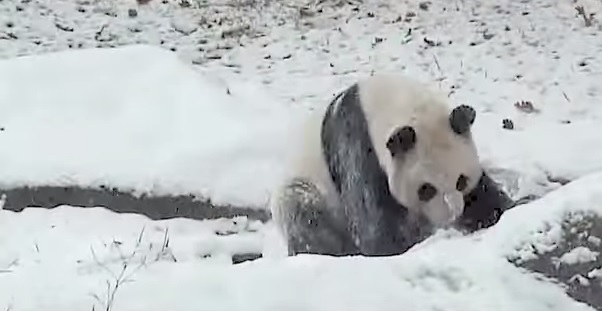 Zimske radosti: Panda totalno izvan sebe zbog prvog snijega