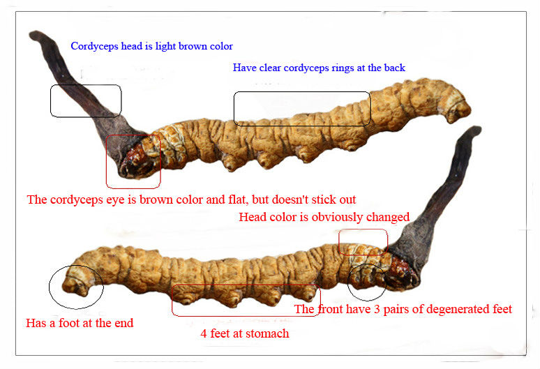 Viagra s Himalaja: Cordyceps sinensis