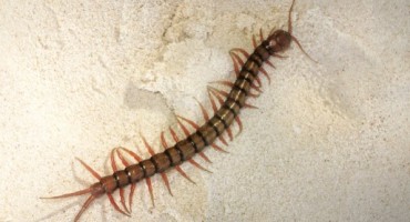 voda, Sarajevo, žena, stonoga