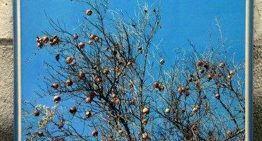 Fascinantna slika šipaka našeg Marina Topića