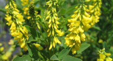 KOKOTAC (Melilotus officinalis) Fam. Fabuceae