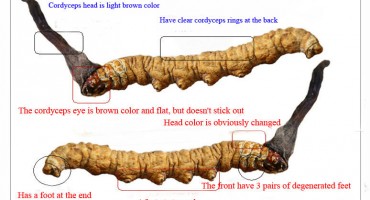 Viagra s Himalaja: Cordyceps sinensis