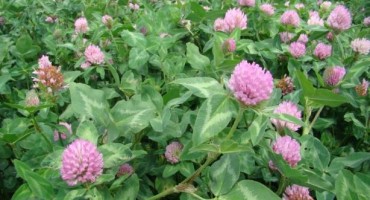 Primjena crvene djeteline u liječenju