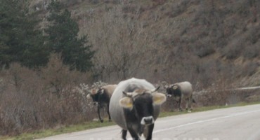 Samo u BiH: Ljute krave idu sredinom ceste