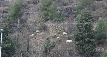 Stolac: Mjesto gdje koze 'pod ručnom pasu'