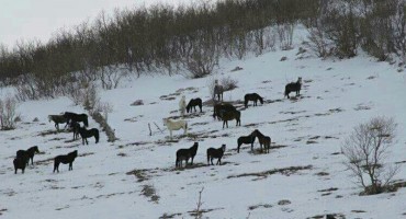 Ekipa koja se brine o konjima na Bilima zahvaljuje pekarni Julija iz Mostara
