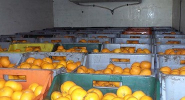 Proizvođači neretvanskih mandarina ostali goloruki