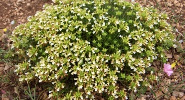  Postoji izreka - Trava iva od mrtva pravi živa 