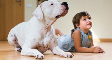 7 savjeta uz koje vašem ljubimcu petarde i vatromet neće biti trauma