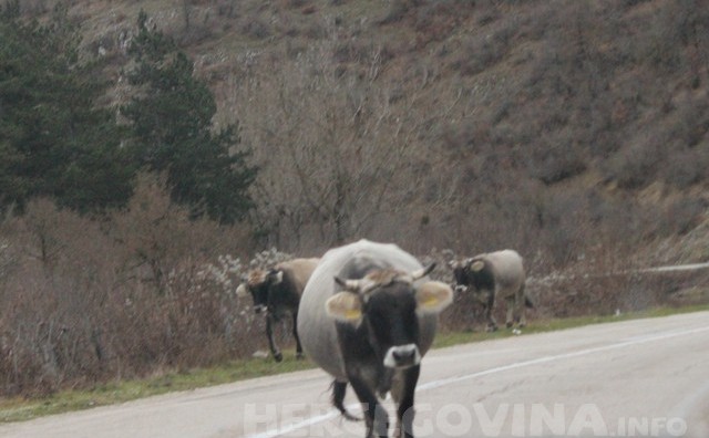 Samo u BiH: Ljute krave idu sredinom ceste