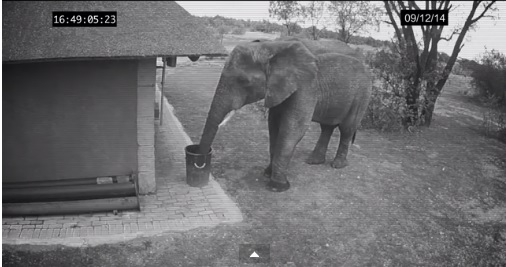 Može nas biti sram: Slon kupio smeće iza ljudi i bacao u kantu