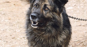 Pas, lajanje, kazna, Pas, policija, uhićenje