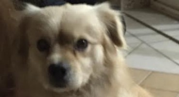 Pas, nestanak, Mostar