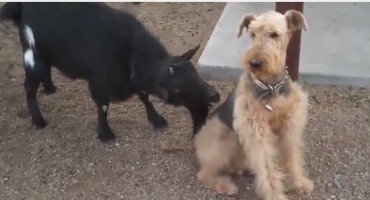 Morate pogledati : Ovi video snimci će vas nasmijati do suza