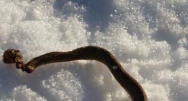 Tomislavgrad, poskok, snijeg