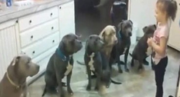 6 pit-bullova, 4-godišnja djevojčica, čovjek i pas