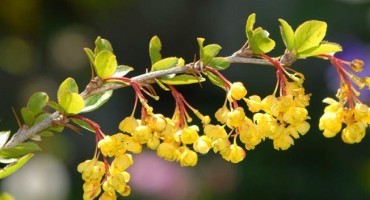 Ljekarnički naziv žutike je Cortex Berberidis radicis
