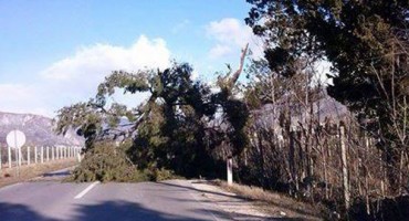 Prevrnuto stablo na putu Blagaj – Mostar