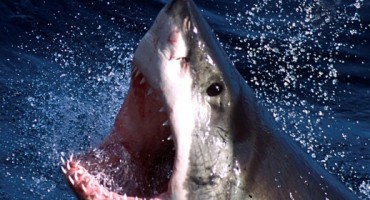 surfer, Australija, morski pas,  Shelly Beach 