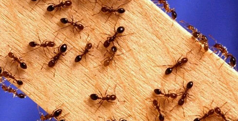 11 genijalnih trikova kako se riješiti mrava jednom zauvijek
