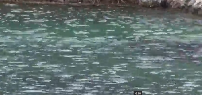 Široki Brijeg: Snimljena sirena u rijeci Lištici?