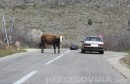 krave, prometnica