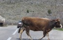 krave, prometnica