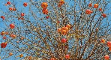 Marin Topić: Šipci i nebo - 21.03.2015
