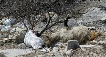 Tomislavgrad: Podnesena prijava protiv 38-godišnjaka zbog uginulih ovaca