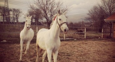 Konjanici povezuju Hercegovačke župe sa svetištem u Međugorju