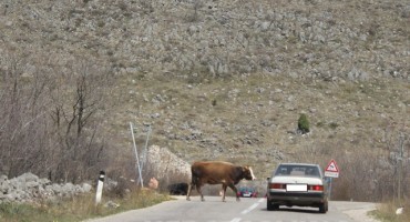 Mostar: Krave na putu kao dobrodošlica u središte Hercegovine