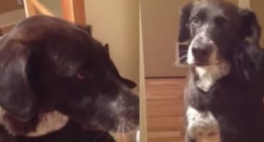 Mačak zagrljajima dao psu do znanja koliko mu je nedostajao