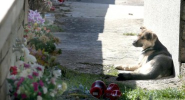 Pas, Najbolji čovjekov prijatelj