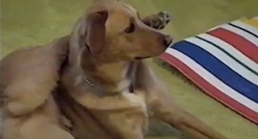 Nećete vjerovati što je pas napravio dok je vlasnica vježbala jogu