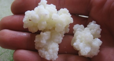 Ljekovite tibetanske gljive