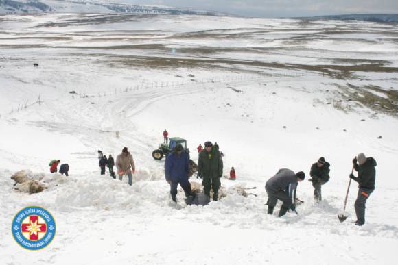 Tragedija kod Glamoča: Stado ovaca stradalo u snijegu
