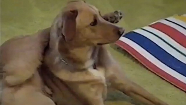 Nećete vjerovati što je pas napravio dok je vlasnica vježbala jogu