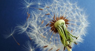 Čudesna biljka ubija stanice raka za 48 sati